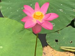 -大兴滨河森林公园