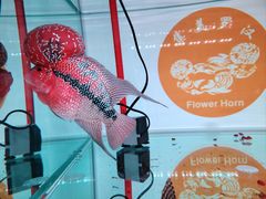 -中环花鸟鱼虫市场