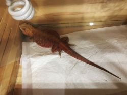 -鬼著刺青工作室·纹身设计