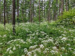 -塞罕坝国家级自然保护区