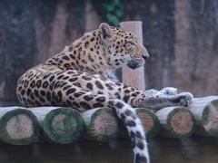 -杭州野生动物世界