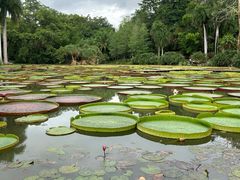 -中国科学院西双版纳热带植物园