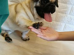 -喜柴咖啡·柴犬狗咖