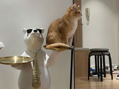 -东方名猫馆·英短金渐层布偶猫舍(环线广场1号楼店)