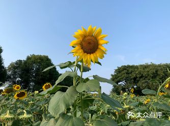 赏向日葵好去处|苏州莲花岛攻略
