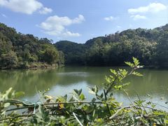 -中山市树木园