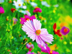 -光明小镇欢乐田园