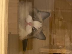 -猫十亿·布偶金渐层·曼基康矮脚猫舍(青年路店)