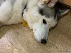 -Husky Go! 哈士奇体验馆·宠物咖啡厅狗咖