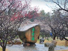 -香雪海
