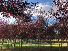 -蒲河岛湿地公园