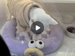 -小猫来了·猫舍(红山六九七九店)