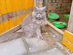 -Sultan pakistan苏单巴基斯坦