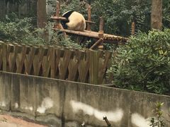-成都大熊猫繁育研究基地