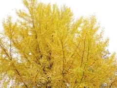 -辽宁大学(崇山校区)