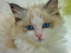 -青奢宠物·青奢猫舍