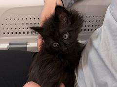 -北京观赏动物医院·24小时大型综合·猫专科·异宠专科