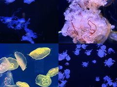 -成都浩海立方海洋公园