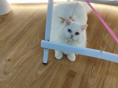 -COLOR PETS 撸猫馆·购猫·猫咖(长风大悦城店)