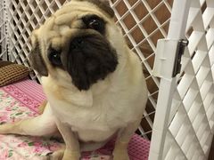 -安安宠医·安宠宠物医院