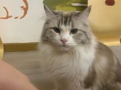 -柴迷FANS CLUB·柴犬狗咖·猫咖