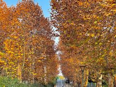 -三圣花乡旅游区