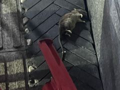 -抚琴第一烤(抚琴地铁站A口店)