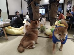 -逗柴咖啡屋·狗咖猫咖宠物桌游