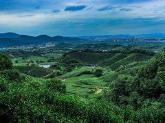 -龙坞茶村