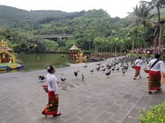 -西双版纳原始森林公园
