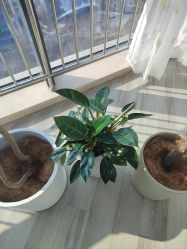 -HEYAN荷妍专业脱毛连锁机构