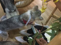 -Husky Go! 哈士奇体验馆·宠物咖啡厅狗咖