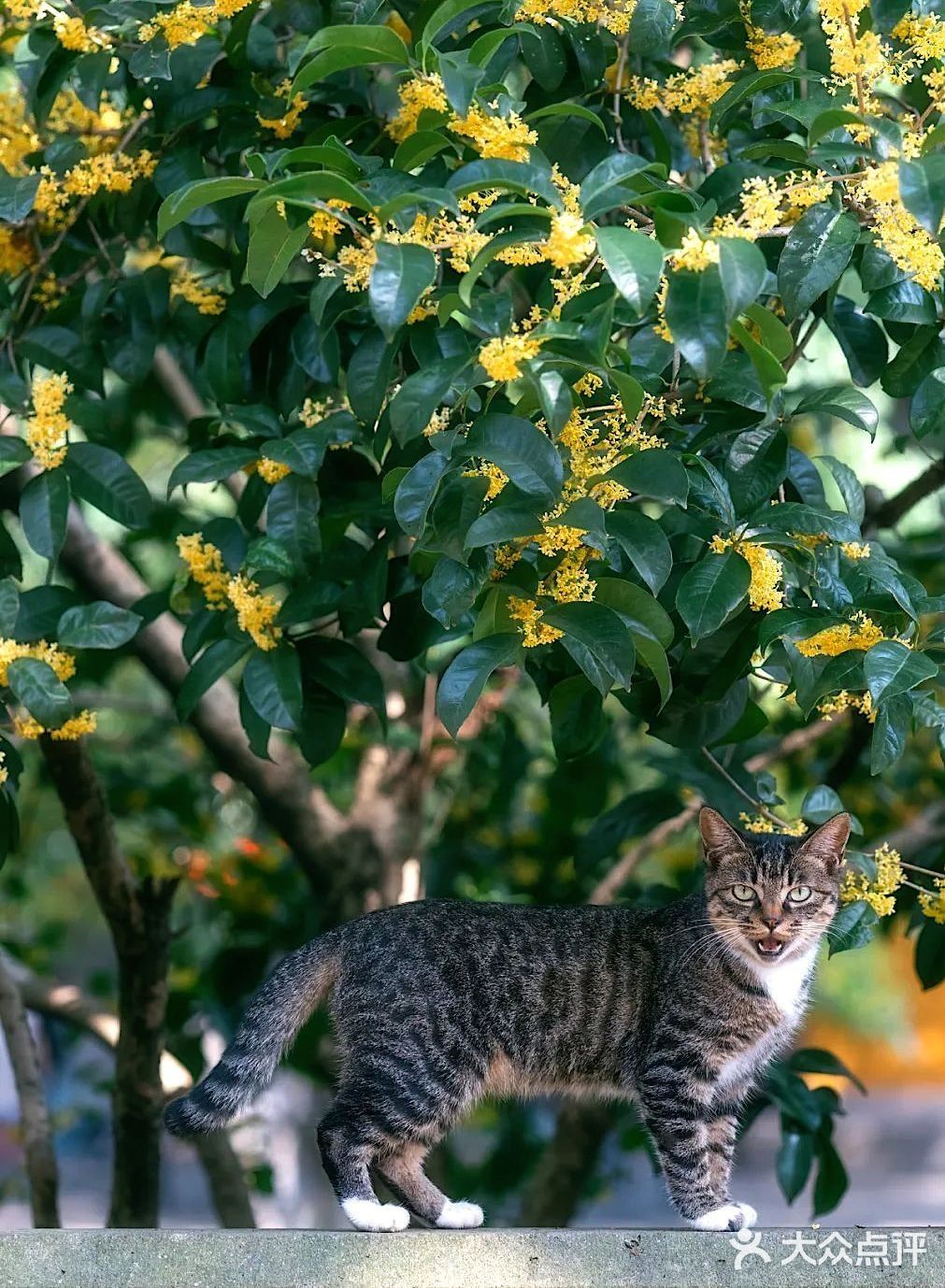 🔥杭州桂花开了，8个赏花圣地，错过后悔