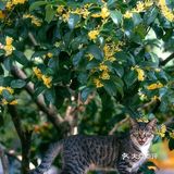 🔥杭州桂花开了，8个赏花圣地，错过后悔