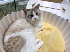 -momokira米努特·德文卷毛猫·棉花面纱犬