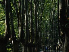 -灵谷景区