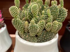 -优衣库(深圳万象天地旗舰店)