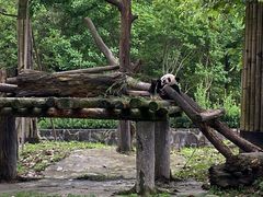 -都江堰中华大熊猫苑