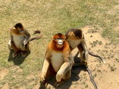 -西霞口神雕山野生动物世界