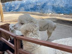 -栾川竹海野生动物园