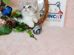 -十年猫舍·猫咪专门店(普陀店)