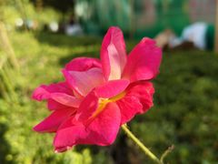 -陆家嘴中心绿地