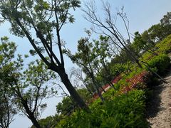 -春花秋色城市公园