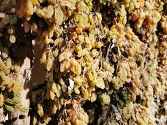 -新疆国际大巴扎