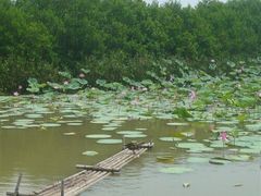 -大湾区中央湿地公园
