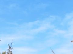 -广东惠东海龟国家级自然保护区