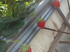 -甜心庄园·甜心草莓采摘园(西青中北店)