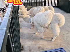 -青岛鑫江温德姆酒店