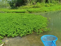 -桤木河湿地公园