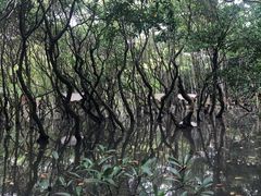 -东寨港红树林旅游区